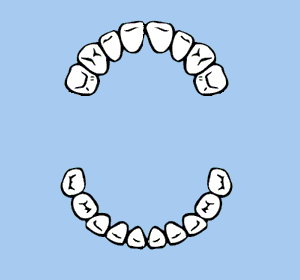 Die zweiten unteren Milchmolaren kommen.